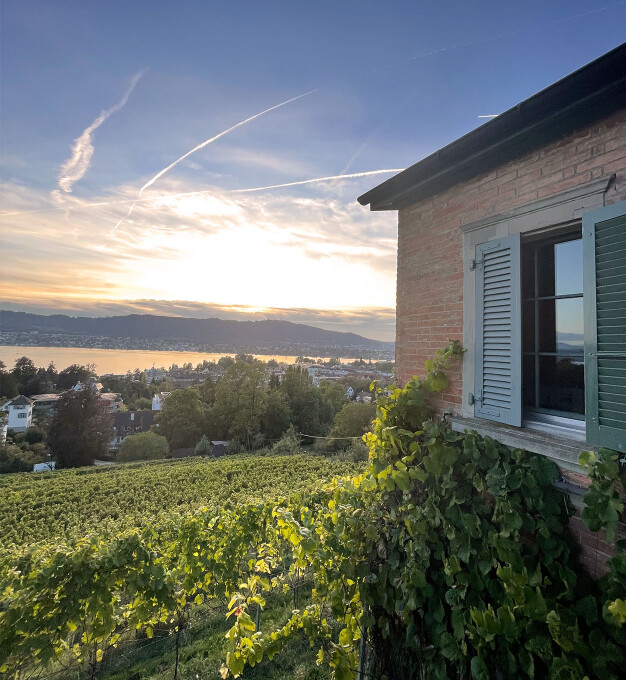 Landolt Weine – Weinwanderung Aussicht Rebberg Landolt Weine - Aussicht auf die Stadt Zürich