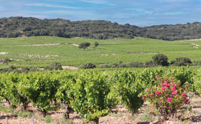 Landolt Weine - Weingut Chantepierre