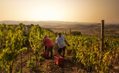 Landolt Weine - Weingut Le Stadère