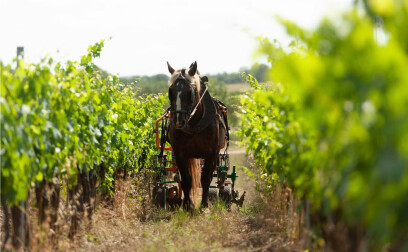 Landolt Weine - Weingut Olianas