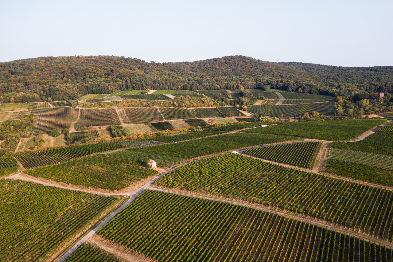 Landolt Weine - Weingut Jülg